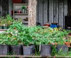Some harvests of Jardins Lakou.