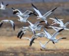 Snow geese