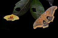 Papillons nocturnes