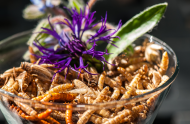 Des insectes à croquer