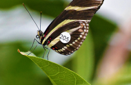 Butterfly lifespan study at the Montreal Insectarium
