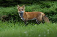Sick or injured wild animals: should we intervene or not?