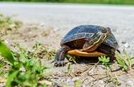 Le printemps, une période risquée pour les tortues