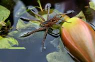 Dolomedes