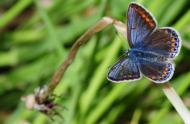 Bleu commun d'Europe (Polyommatus icarus) © Insectarium de Montréal (Maxim Larrivée)