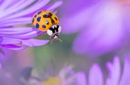 Coccinelle asiatique (Harmonia axyridis)
