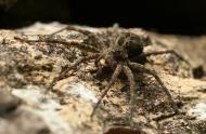 Dolomedes tenebrosus
