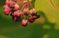 Longicorne de l'asclépiade sur un plant d'asclépiade