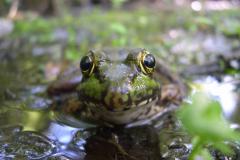Grenouille verte