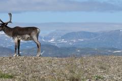 Anecdotes de chercheurs et chercheuses : le Grand Nord