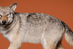 Keystone species: pillars of nature