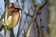 Spring arrives on March 1 at the Biodôme