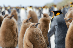 From egg to penguin…