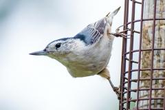 Nourrir les oiseaux l’hiver : bonne ou mauvaise idée?