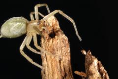 Faut-il avoir peur de l’araignée Cheiracanthium mildei, cette petite araignée verdâtre ou jaunâtre?