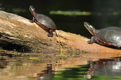Enjoying water bodies while preserving the fauna and flora