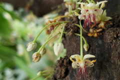 Hand pollination: when a horticulturist becomes a bee