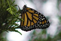 The monarch and light pollution
