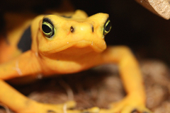 La gestion des populations animales et les programmes d’élevage conservatoire