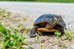Le printemps, une période risquée pour les tortues