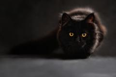 Chat silhouette