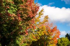 Autumn colors © Espace pour la vie / Claude Lafond