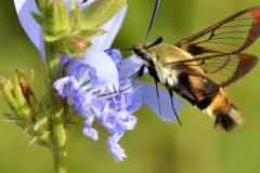 Hemaris diffinis - carrousel