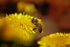 Abeille domestique (Apis mellifera)