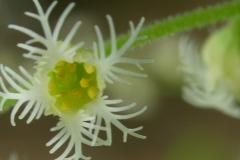 Mitrelle à deux feuilles (Mitella diphylla)