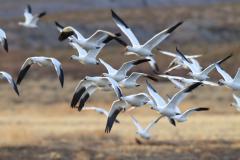 Snow geese Snow geese