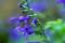 Salvia sp., un exemple de fleur à corolle profonde.