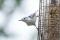White-breasted Nuthatch