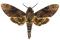 Acherontia lachesis