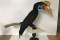 Knobbed hornbill discovered in our collection, after restoration. The identification paper is heritage and must remain on the specimen, even in cases where the original identification is wrong.