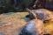 Les tortues du Biodôme sont retirés de leur écosystème à l'automne.