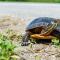 Le printemps, une période risquée pour les tortues