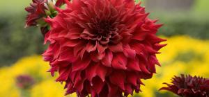 Dahlia.