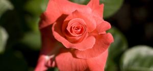 Rosa 'Touch of Class'.