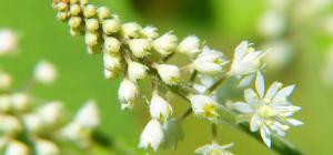 Tiarella cordifolia Tiarella cordifolia