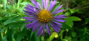 Symphyotrichum novae-angliae