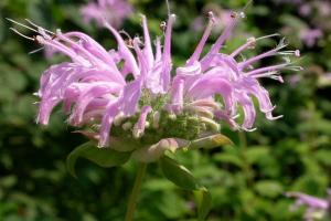 Monarda fistulosa