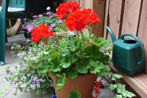 Géranium (Pelargonium sp.) en pot