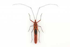 Lohita grandis.