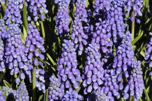 Grape hyacinth Muscari armeniacum
