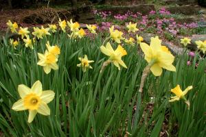 Narcissus cv.