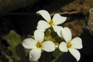 Arabette du Caucause 'Variegata' Arabis caucasica