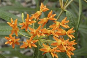 Asclepias tuberosa var. interior.