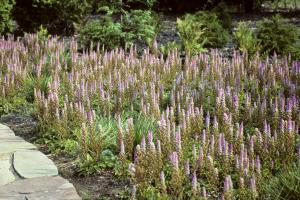 Astilbe de Chine 'Pumila' Astilbe chinensis 'Pumila'