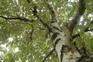 Bouleau à papier Betula papyrifera.
