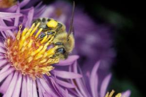 Bee on flower